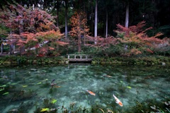 モネの池の秋