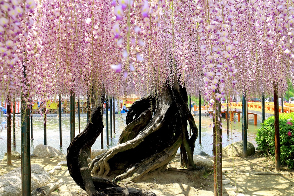 津島天王川公園　藤　中之島