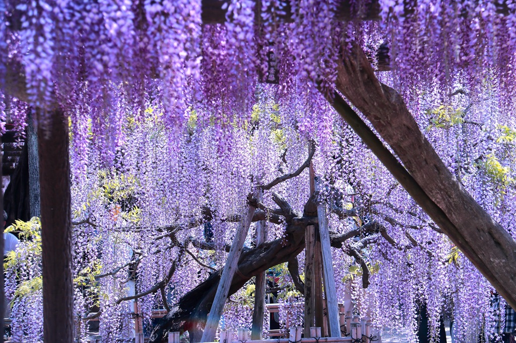 津島天王川公園　藤　