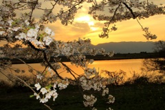 木曽川の桜