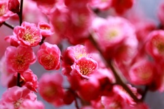 梅　いなべ市梅林公園