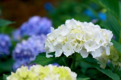 板取 21世紀の森公園　紫陽花