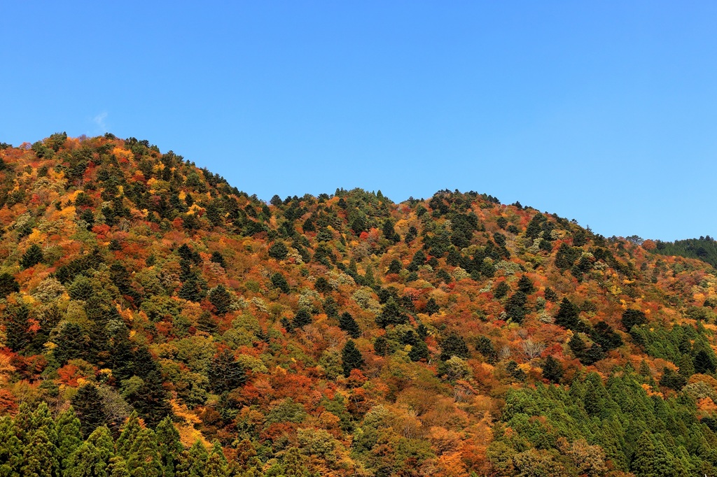 紅葉
