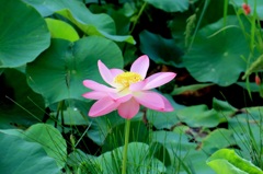 通りすがりの蓮