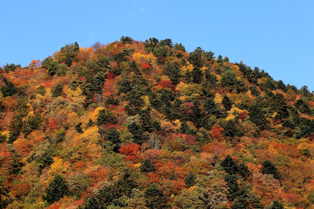 紅葉