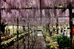 津島天王川公園　藤