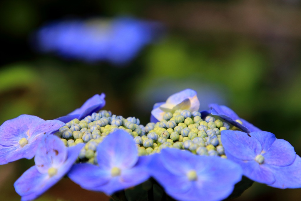 紫陽花