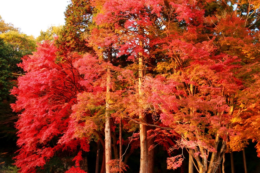 曽木公園　紅葉