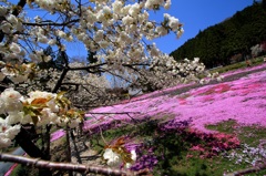 國田家の芝桜