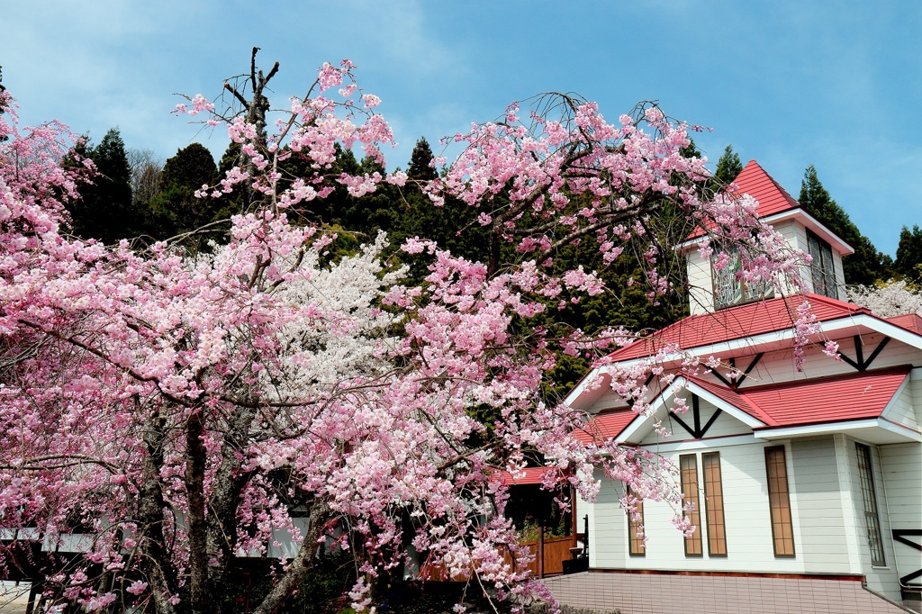 枝垂れ桜