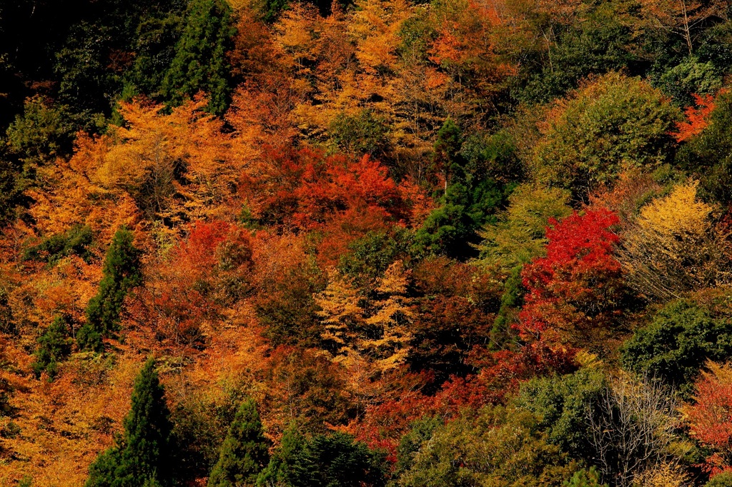 紅葉