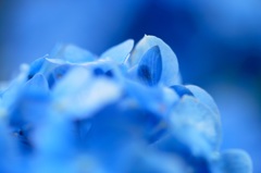 板取 21世紀の森公園　紫陽花