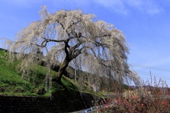 岩太郎のしだれ桜