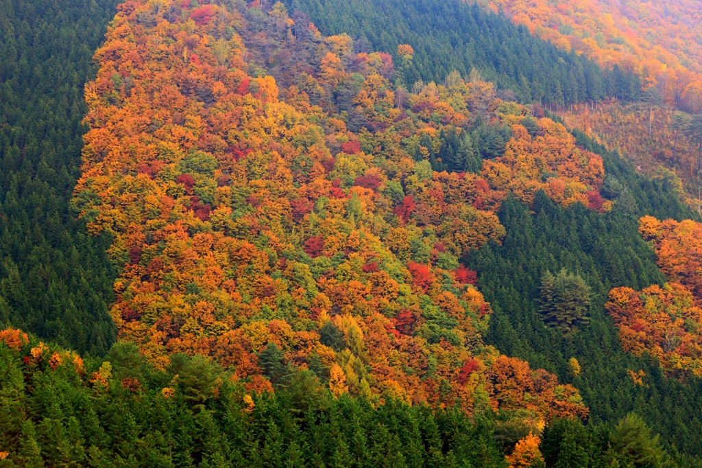 ヘブンス そのはら 紅葉 By Aiaiai Id 350 写真共有サイト Photohito