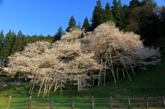 臥龍桜