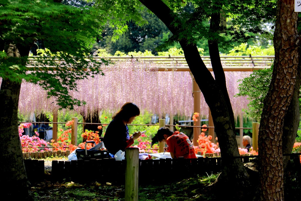 曼陀羅寺公園　藤　写生会