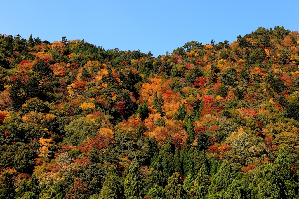 紅葉