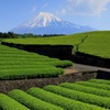 富士山と茶畑