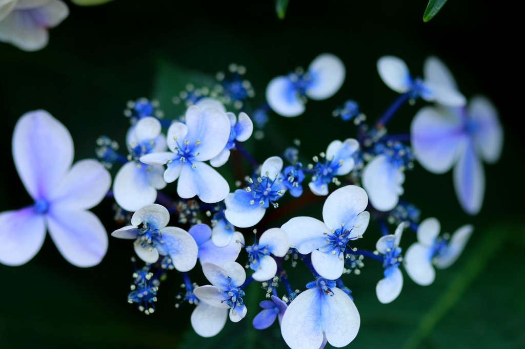 なばなの里　紫陽花祭り