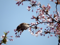 月並みですが　桜と雀