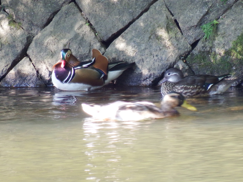今季初オシドリ