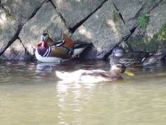 今季初オシドリ