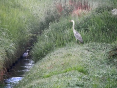 見守る、アオサギ