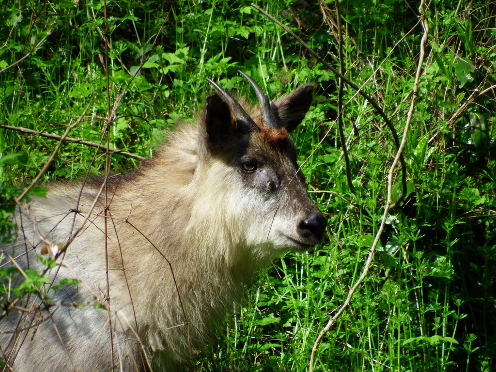 探鳥中に見かけた物　カモシカ