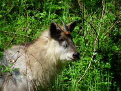 探鳥中に見かけた物　カモシカ