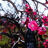 花桃