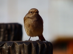 ジョビ子さん　仁王立ち