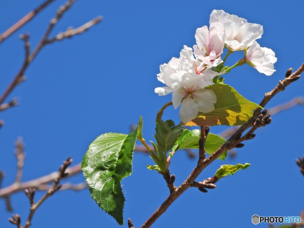 桜花