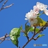桜花