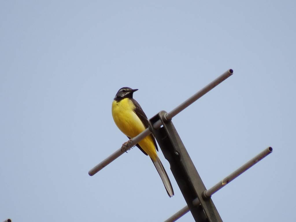 声良し、姿良し。　