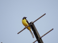 声良し、姿良し。　