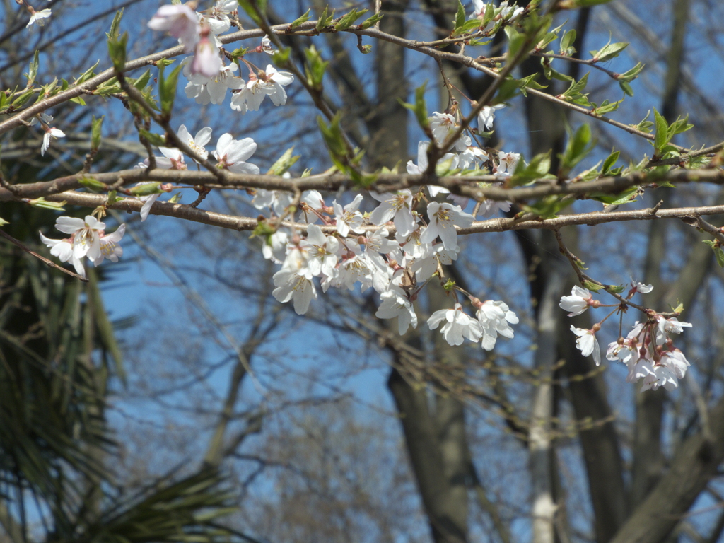 山桜