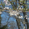 山桜