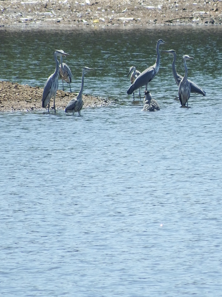 アオサギわらわら