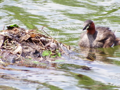 子育て奮闘中　2
