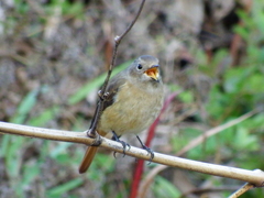 いつものジョウビタキ