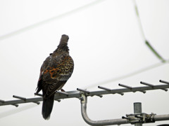 雨中のキジバト