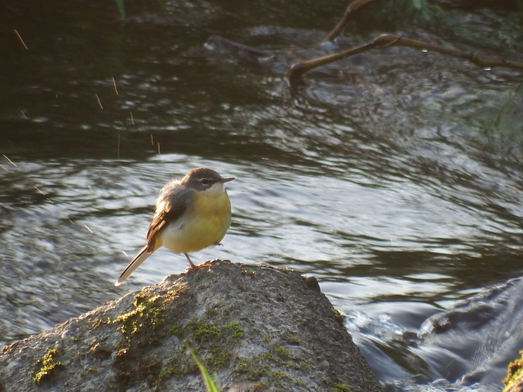 今朝のキセキレイ