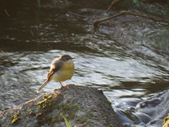 今朝のキセキレイ