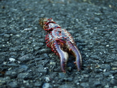 連鎖の輪の中で