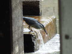 ササゴイの餌取り