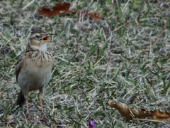 リサイタル中？