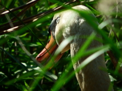 コブハクチョウ