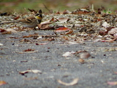 ミヤマですが　何か？