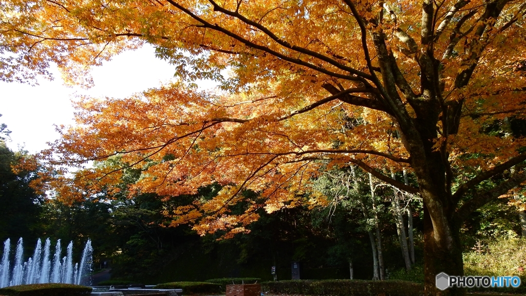 たまには紅葉でも
