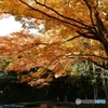 たまには紅葉でも